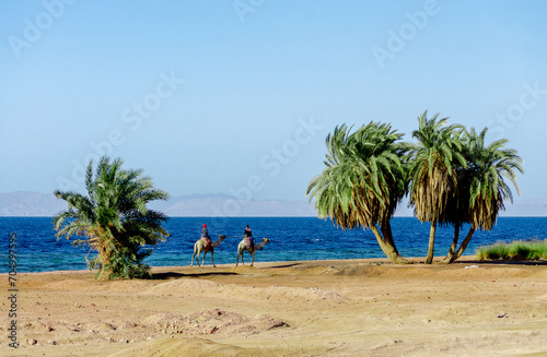 Camel riders and green palm trees on Red Sea beach in Egypt