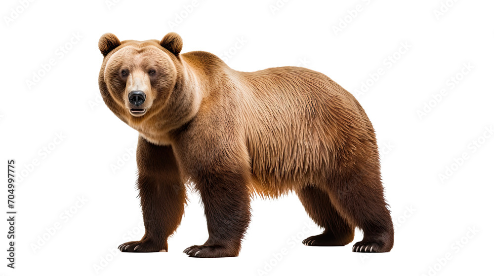 Bear isolated on a transparent background