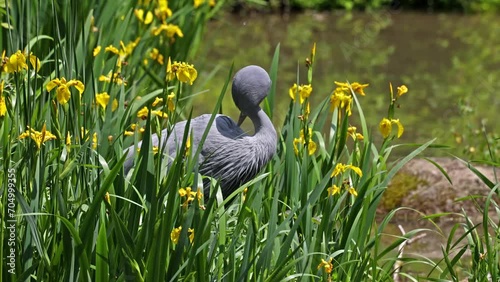 The Blue Crane, Grus paradisea, is an endangered bird specie endemic to Southern Africa. It is the national bird of South Africa photo