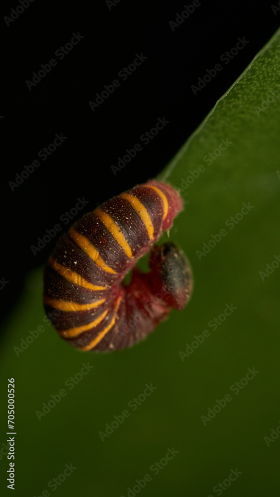 a small red and yellow caterpillar walking on a green leaf a small red and yellow caterpillar walking on a green leaf