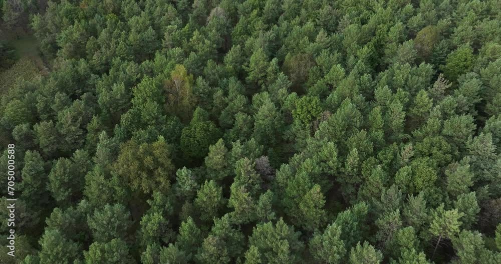 view of green forest view of green forest