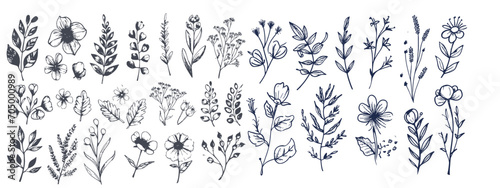Hand drawn set of floral, plant elements: leaf, branch, vine, flower.