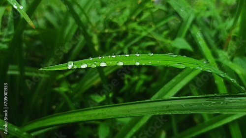 Raindrops on green grass