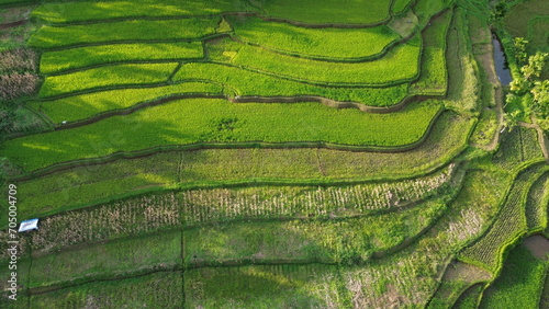 Aerial paddy fields