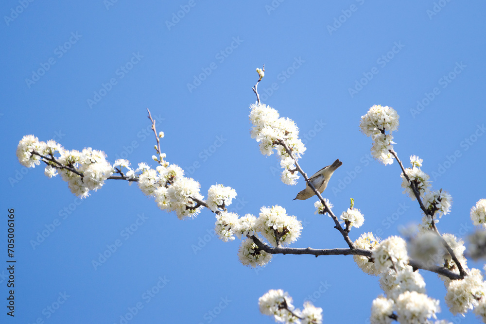 small bird among the flowering branches small bird among the flowering branches