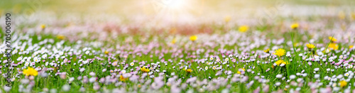 Meadow with lots of white spring daisy flowers and yellow dandelions in sunny day. © candy1812
