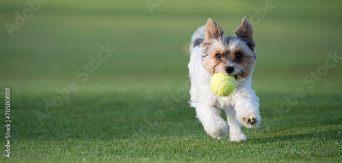 Canvas Print Happy Biewer Yorkshire Terrier dog running in the grass with ball toy for dogs outdoors on a sunny day