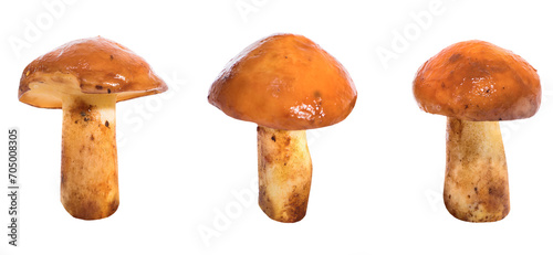 Three edible mushrooms set Suillus luteus in PNG isolated on transparent background