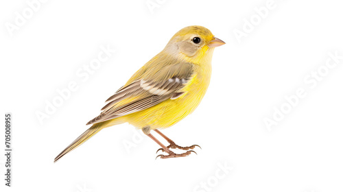 Busarellus bird isolated on a transparent background