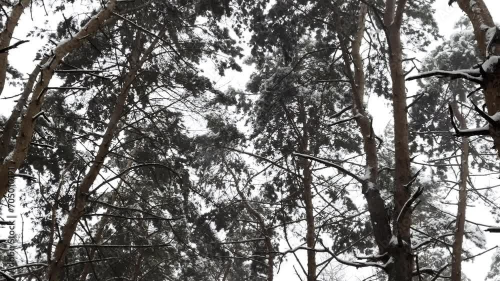 View to long snowy trail at winter woodland. Snow-covered branches of pine at wild forest. Beautiful nature landscape at background. Slow motion View to long snowy trail at winter woodland. Snow-covered branches of pine at wild forest. Beautiful nature landscape at background. Slow motion