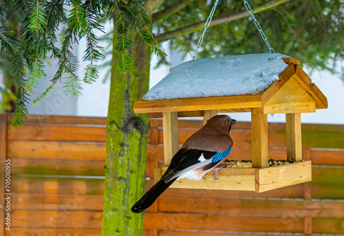 birds eating from the feeder in winter