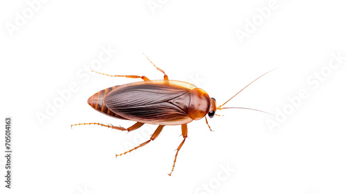 Cockroach isolated on a transparent background