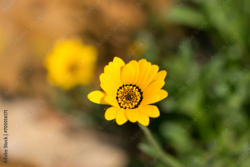 Obraz premium Beautiful pot marigold flower