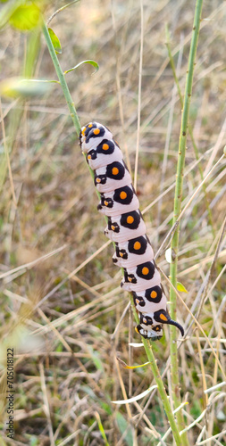 A close-up view of the colorful and beautiful design of the butterfly caterpillar (Cethosia cyane) on the mountainside