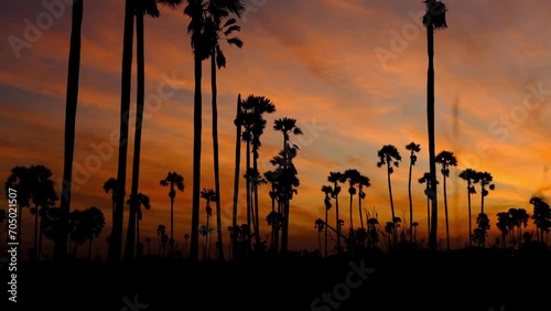 Sunrise landscape with sugar palm trees on the paddy field in morning.
 photo