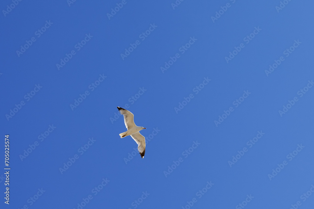 Seagull hover in clear blue sky Seagull hover in clear blue sky