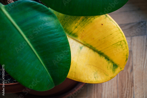 A yellow wilted leaf on a rubber tree plant
