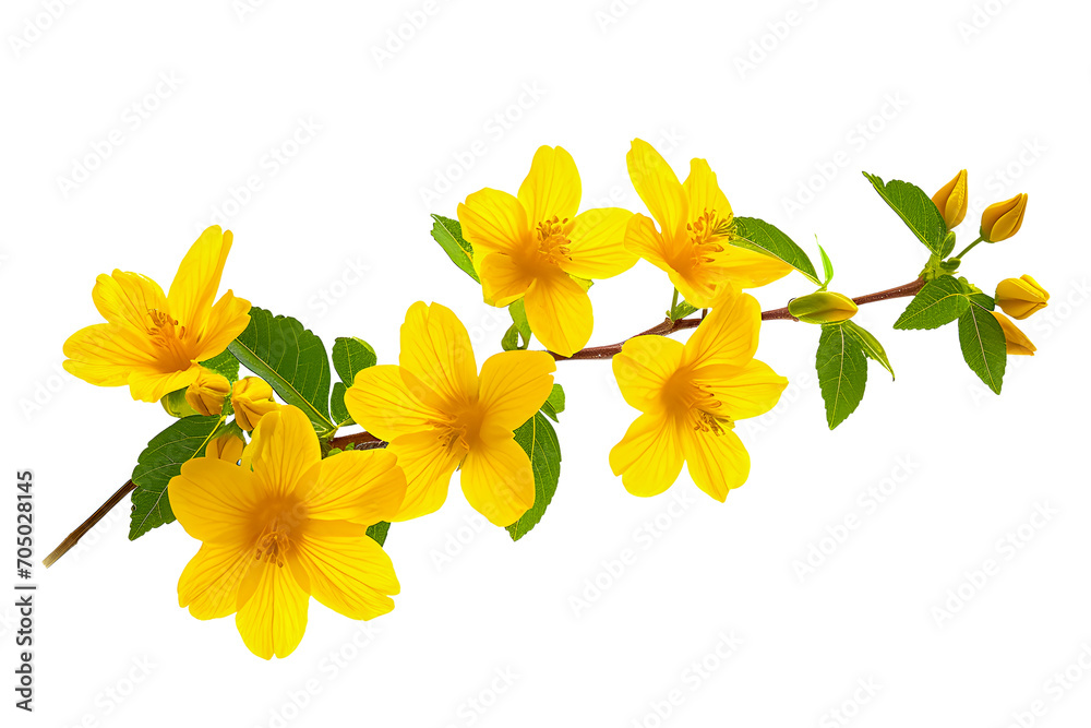 Fototapeta premium bouquet of yellow daffodils flower on white