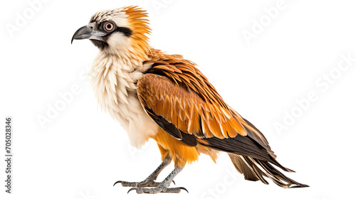 Nisaetus bird isolated on a transparent background