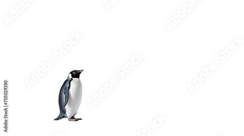 Penguin isolated on a transparent background