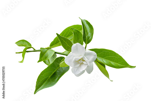 Branch of white flower isolated on white