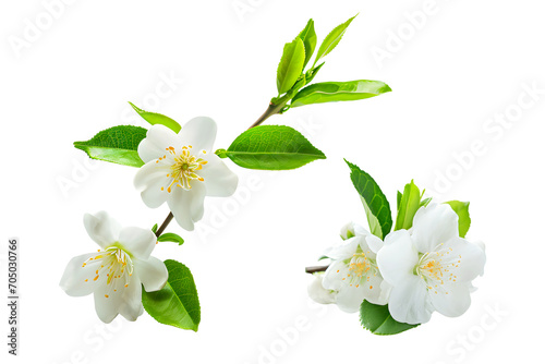 Isolated tea flowers with green leaf on white