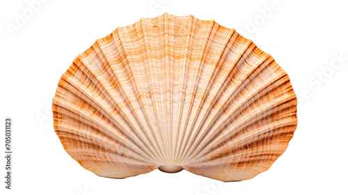 Scallops Shell isolated on a transparent background