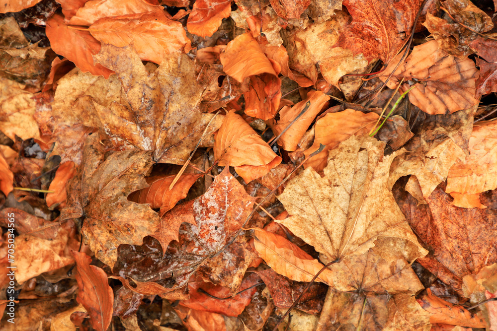 Top view of dry brown leaves in a pile in autumn