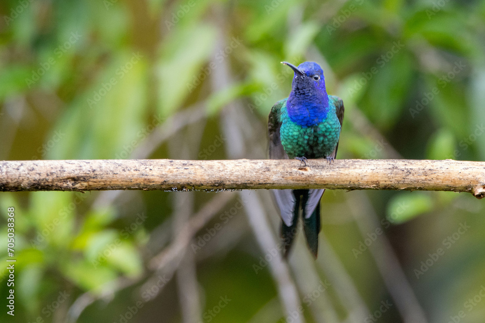 The swallow-tailed hummingbird perched on a branch under rain. Species Eupetomena macroura also know as Beija-flor Tesoura. Birdwatching. Animal World.Bird lover. Birding.