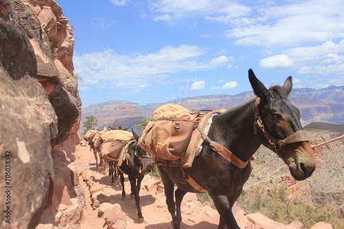 Fotografie donkeys hiking in the grand canyon national park