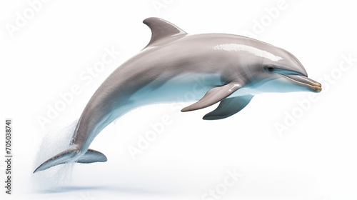 photograph dolphin jumping isolate in white background © Surasri