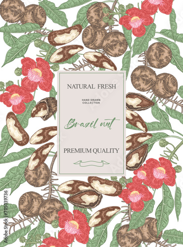 Brazil nut background. Hand drawn Brazil nut tree branches with flowers and friuts. Vector illustration.
