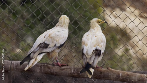 Egyptian vulture (Neophron percnopterus) in captivity in breeding nucleus photo