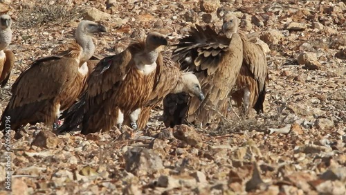 Eurasian griffon Vultures(Gyps fulvus) fiding on carcass in the Negev Desert