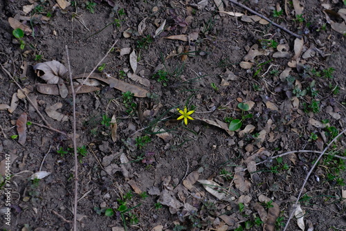 flowers growing in the ground