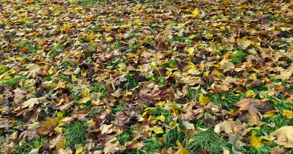 yellow foliage maple trees in autumn, maple in autumn in cloudy weather yellow foliage maple trees in autumn, maple in autumn in cloudy weather
