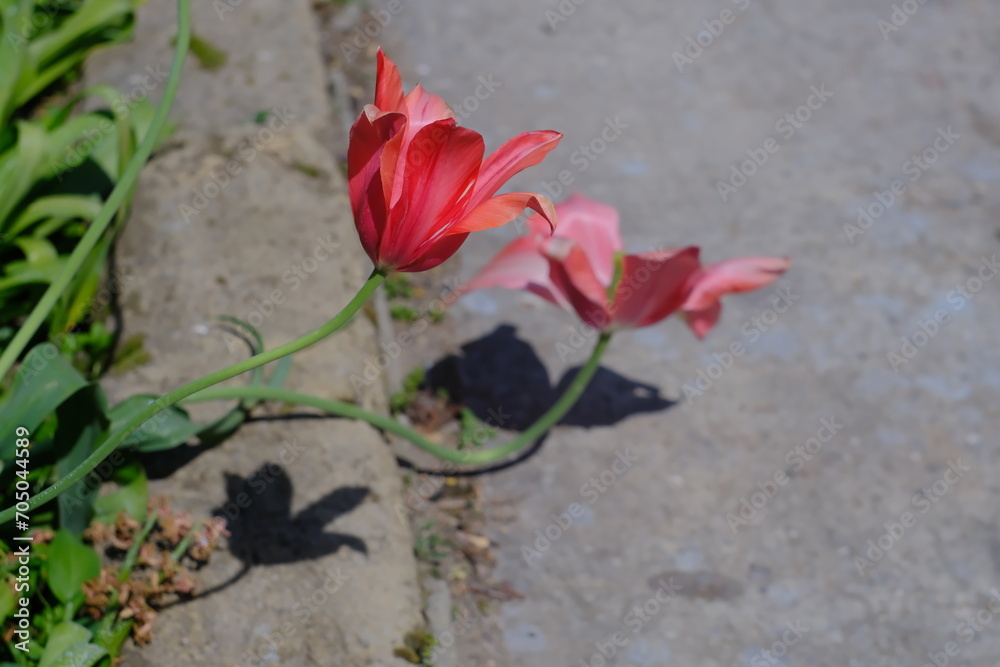 Close-Up of Red Tulip Flower in Garden: Spring Bloom and Floral Beauty Close-Up of Red Tulip Flower in Garden: Spring Bloom and Floral Beauty