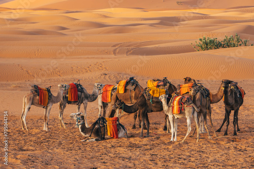 group of camels resting near big sand dunes in the desert morocco with orange color view and arid vegetation