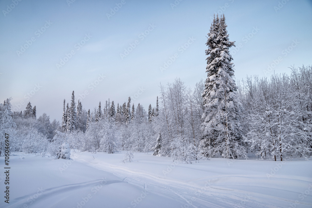 winter forest in the snow winter forest in the snow
