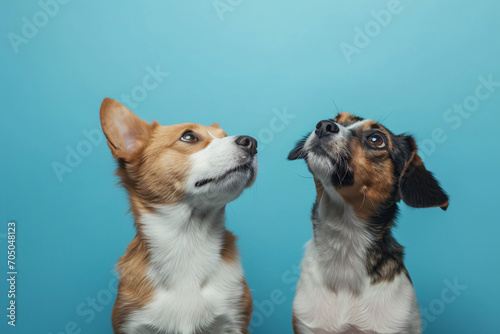 Cat and Dog Sitting Together Looking Up - Pets on Blue Background