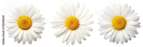 Daisy isolated on white background photo