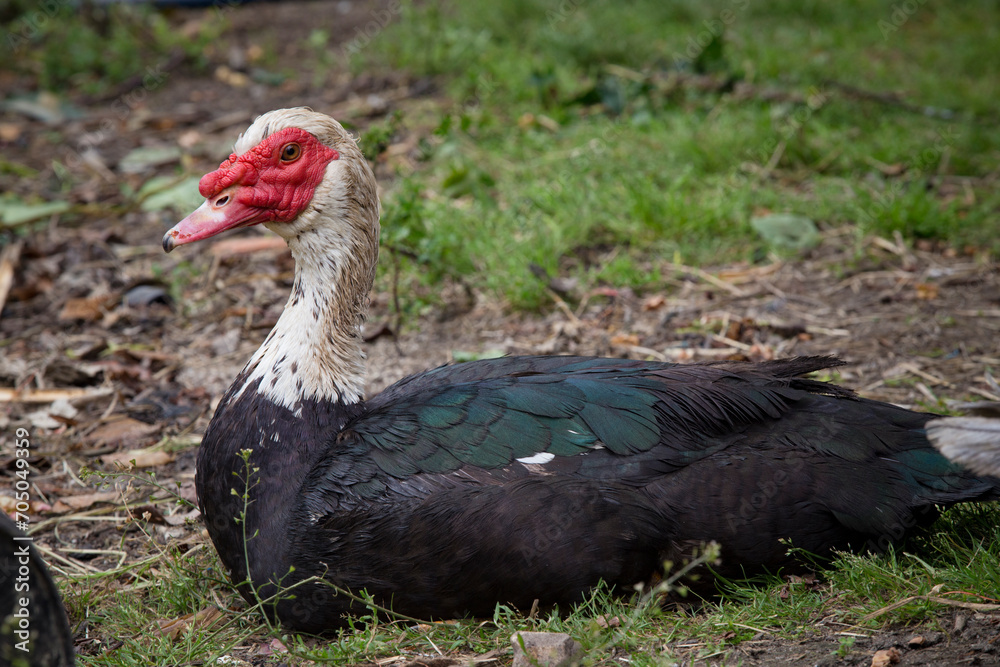 Detalhe de pato idoso com tamanho grande em campo agrícola. Detalhe de pato idoso com tamanho grande em campo agrícola.
