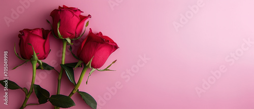 minimalistic roses advertising on the side of the image, top view, with pink background,  with empty copy space