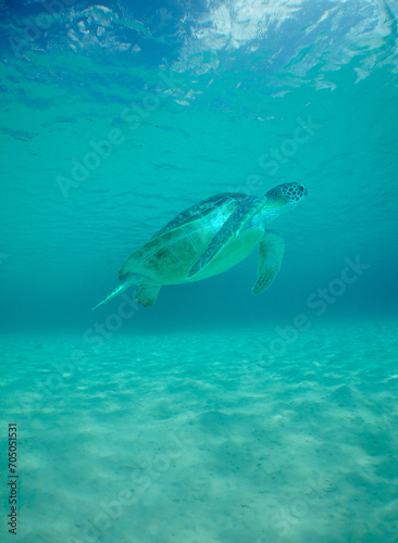 green sea turtle in the crystal clear waters