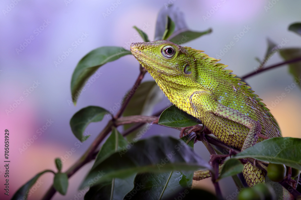 Maned Forest Lizard on a tree branch Maned Forest Lizard on a tree branch