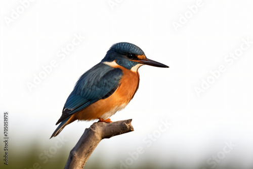 Male kingfisher perched on a tree branch © kevin