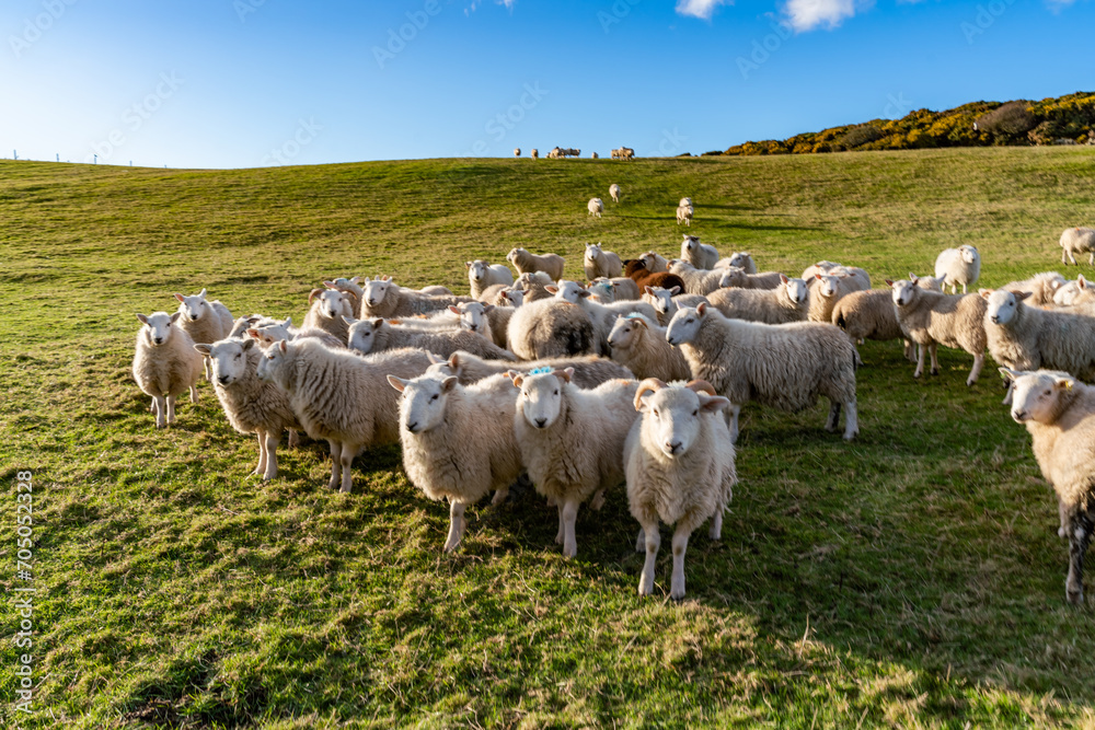 Obraz premium sheep wanting feeding Isle of Anglesey 