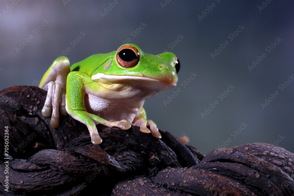 Naklejka premium Dumpy tree frog on a tree branch