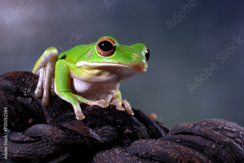 Dumpy tree frog on a tree branch