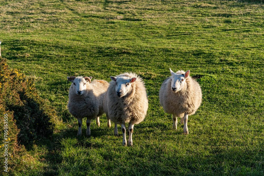 sheep wanting feeding Isle of Anglesey 